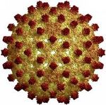 Hepatitis B virus