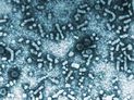 Hepatitis B virus