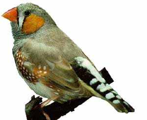 zebrafinch