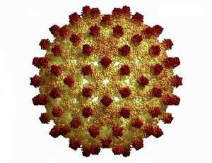 Hepatitis B virus