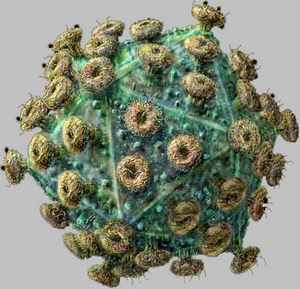 HIV virus